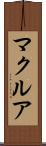マクルア Scroll