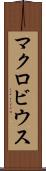マクロビウス Scroll