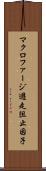 マクロファージ遊走阻止因子 Scroll