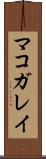 マコガレイ Scroll