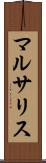 マルサリス Scroll