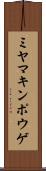 ミヤマキンポウゲ Scroll