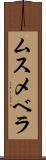 ムスメベラ Scroll