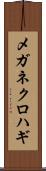 メガネクロハギ Scroll