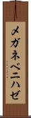 メガネベニハゼ Scroll