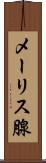 メーリス腺 Scroll