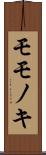 モモノキ Scroll