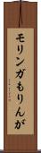 モリンガ Scroll