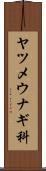 ヤツメウナギ科 Scroll