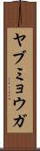 ヤブミョウガ Scroll