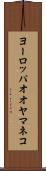 ヨーロッパオオヤマネコ Scroll