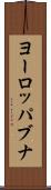 ヨーロッパブナ Scroll