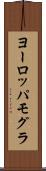 ヨーロッパモグラ Scroll