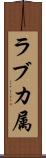 ラブカ属 Scroll