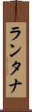 ランタナ Scroll