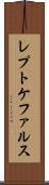 レプトケファルス Scroll