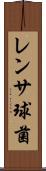 レンサ球菌 Scroll