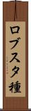 ロブスタ種 Scroll