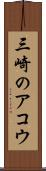 三崎のアコウ Scroll