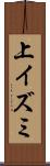 上イズミ Scroll