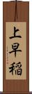 上早稲 Scroll