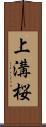 上溝桜 Scroll