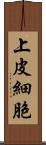 上皮細胞 Scroll