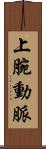 上腕動脈 Scroll