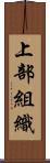 上部組織 Scroll