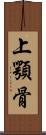 上顎骨 Scroll