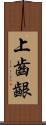 上齒齦 Scroll