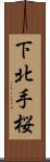 下北手桜 Scroll