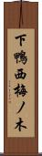 下鴨西梅ノ木 Scroll