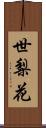 世梨花 Scroll