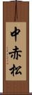 中赤松 Scroll