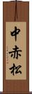 中赤松 Scroll