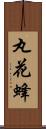 丸花蜂 Scroll