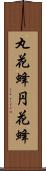 丸花蜂 Scroll