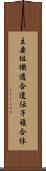 主要組織適合遺伝子複合体 Scroll