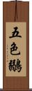 五色鶸 Scroll