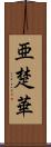 亜楚華 Scroll