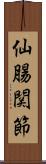 仙腸関節 Scroll