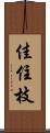 佳住枝 Scroll