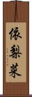 依梨菜 Scroll