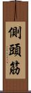 側頭筋 Scroll