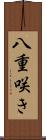 八重咲き Scroll