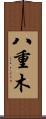 八重木 Scroll