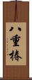 八重椿 Scroll