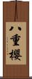 八重櫻 Scroll