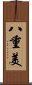 八重美 Scroll